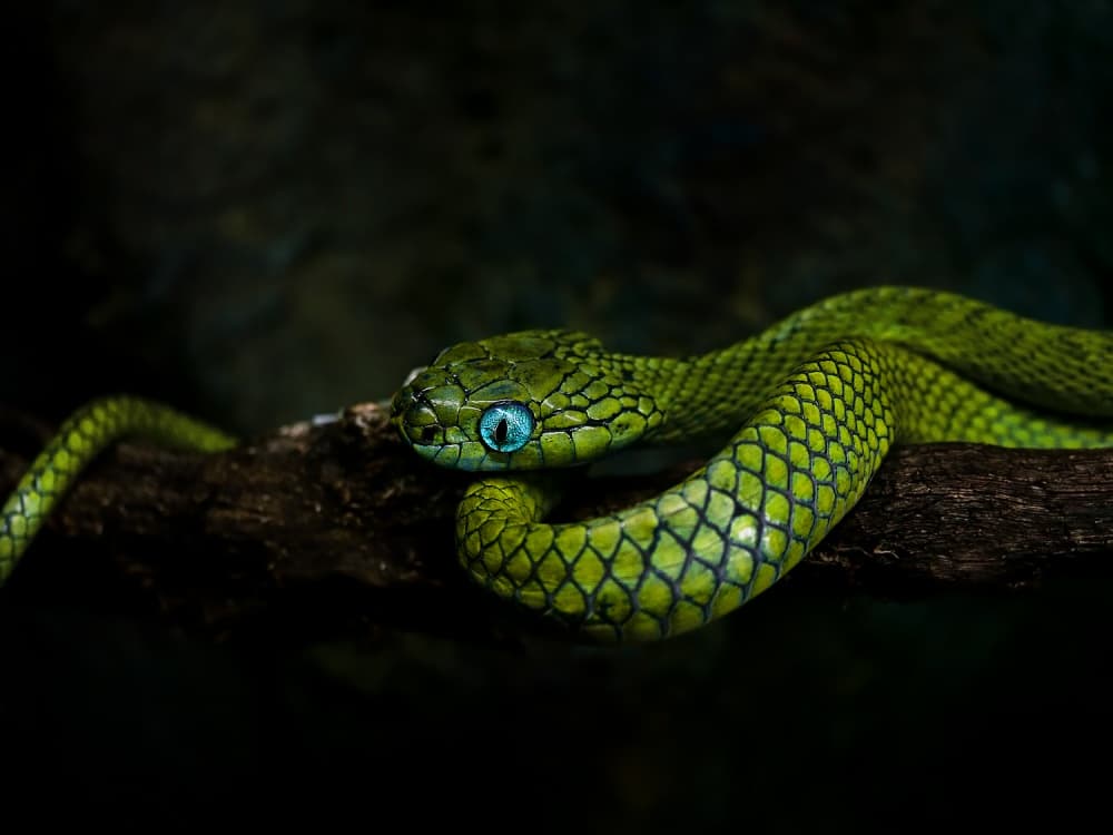 Vivid Green Snake Eyes by Ferdinando Valverde — canvas wall art