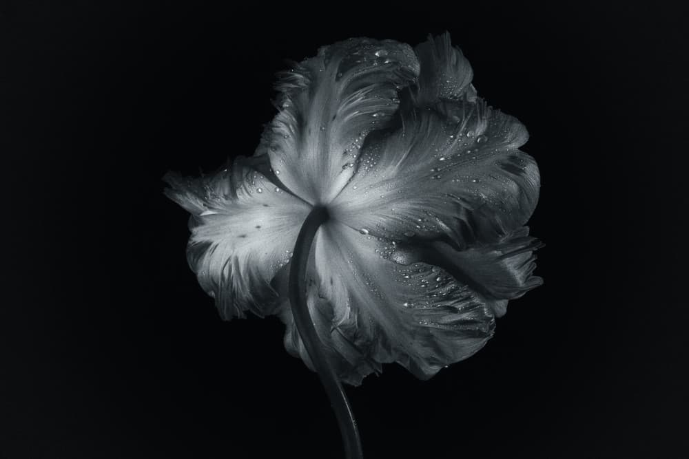 Dark Tulip Bloom by Penny Myles — canvas wall art