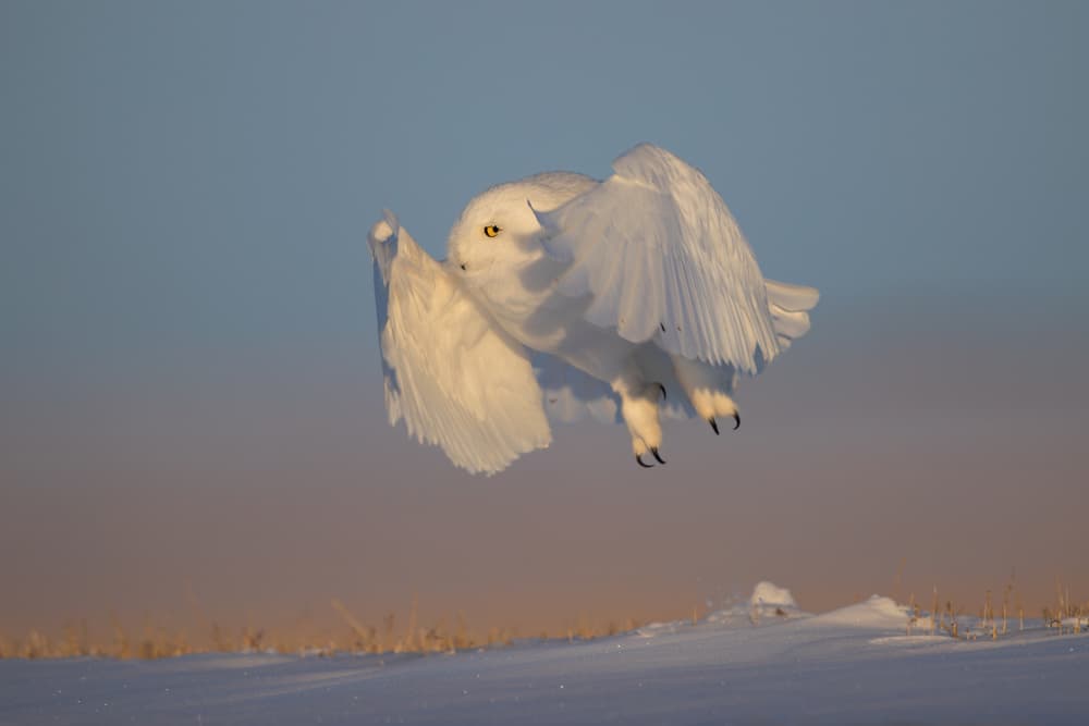 Snowy Owl Takes Flight by Jun Zuo — canvas wall art