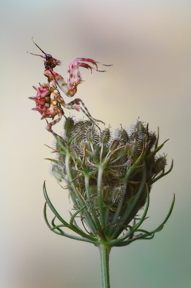 Pink Spiny Mantis by Jimmy Hoffman — canvas wall art