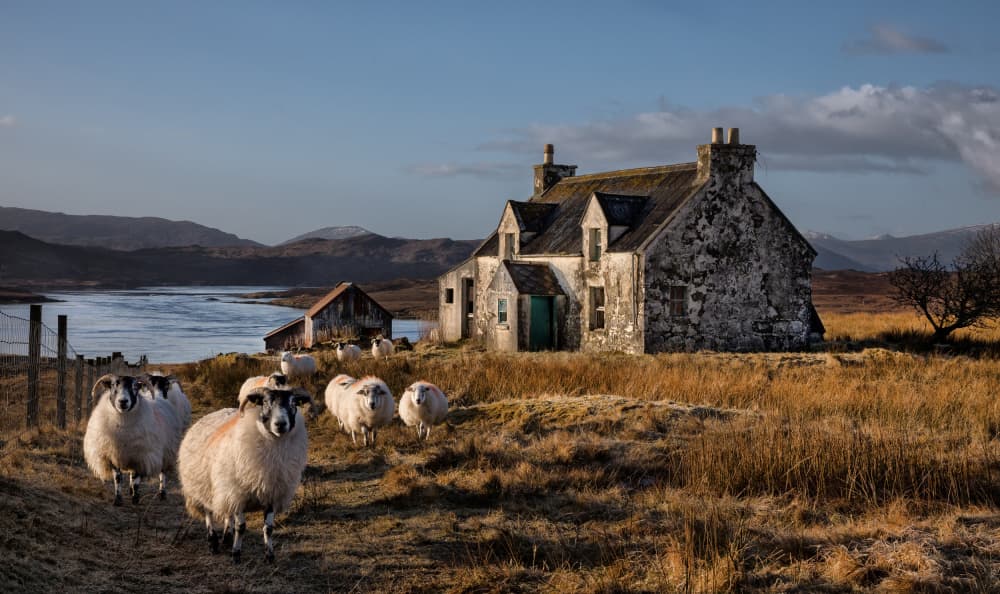 Highland Cottage and Sheep by Anne Berger — canvas wall art