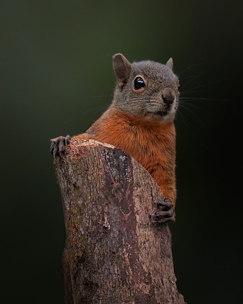 Curious Red Squirrel by Lisandro PEREZ — canvas wall art