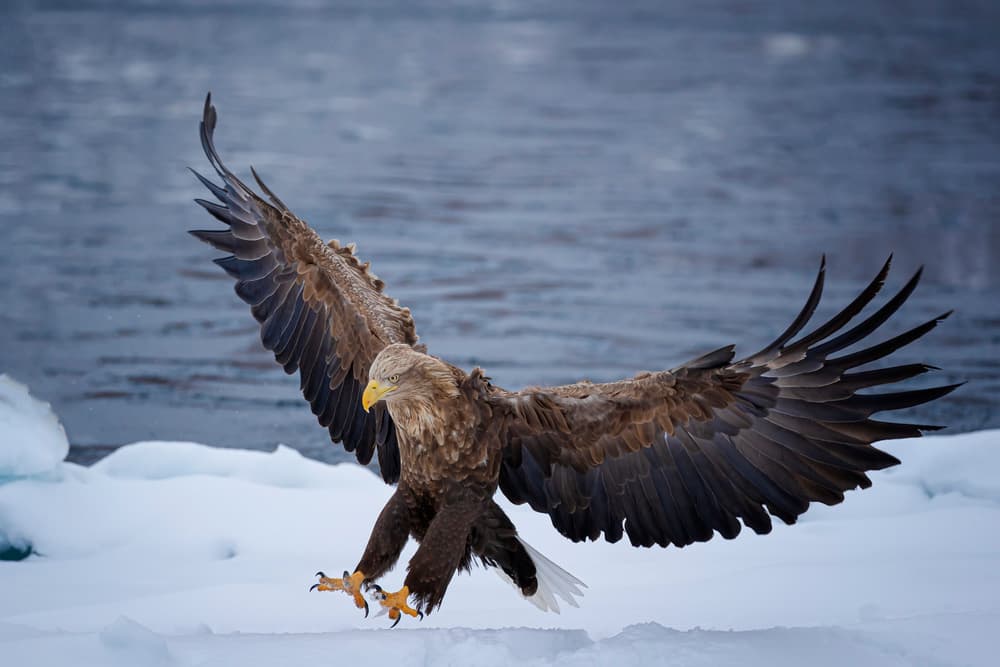 Powerful Eagle Landing by Fion Wong — canvas wall art