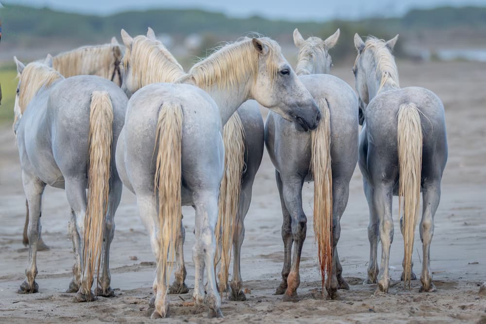 White Wild Horses
