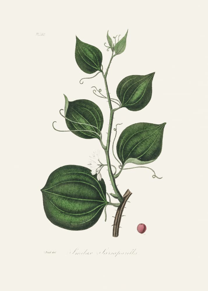 Lmilax Larsaparilla  Medical Botany by John Stephenson and James Morss Churchill — canvas wall art