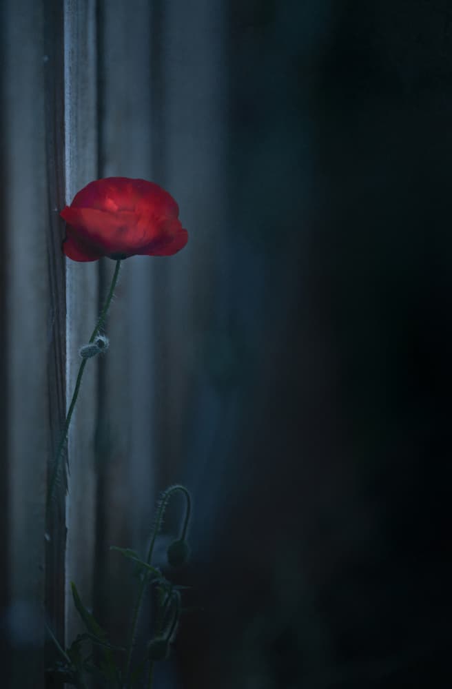 Moody Red Poppy Bloom by Judy Tseng — canvas wall art