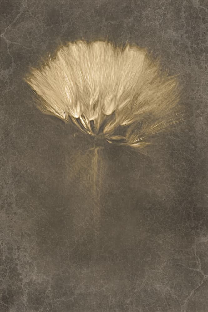 Soft Dandelion Dream by Cicek Kiral — canvas wall art