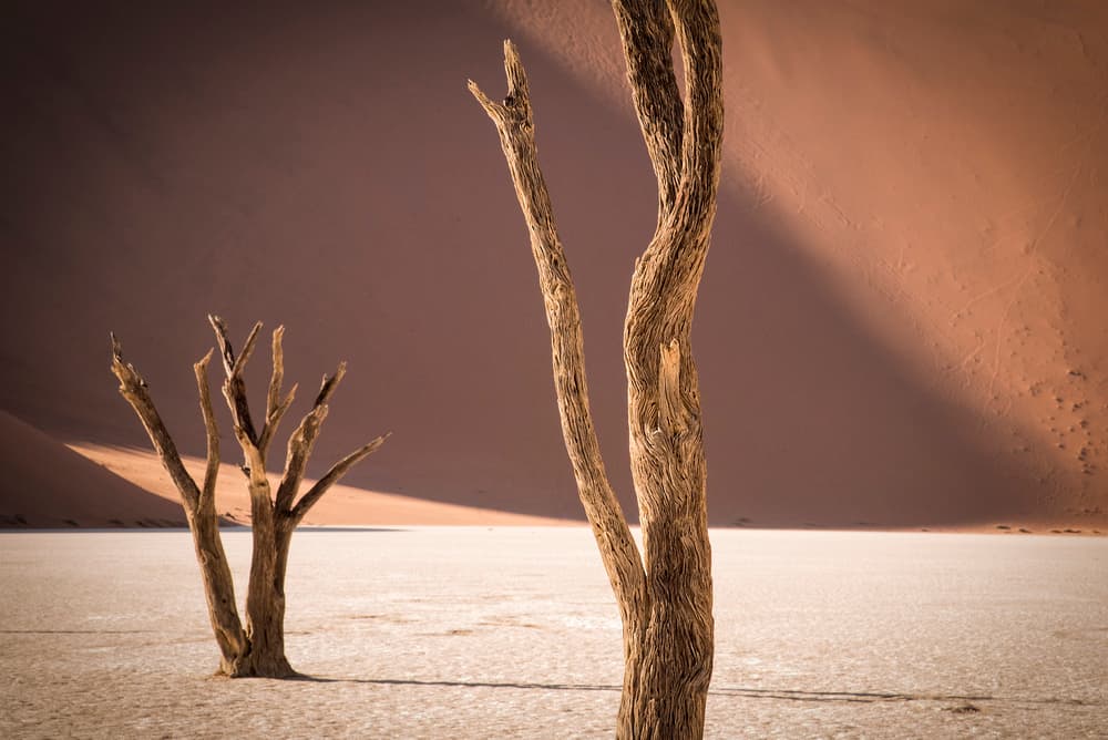 Stark Desert Trees by Linda Wride — canvas wall art