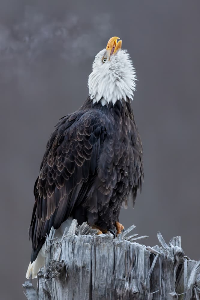 Eagle's Winter Breath by Jun Zuo — canvas wall art