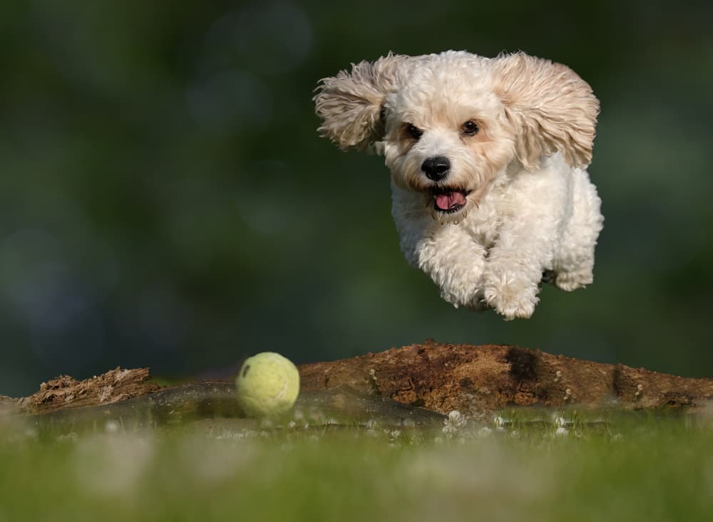 Joyful Dog Leap by Peter Davidson — canvas wall art