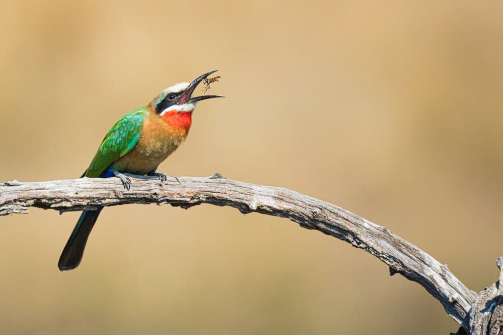 Vibrant Bee-eater Catch by Mike Taylor — canvas wall art