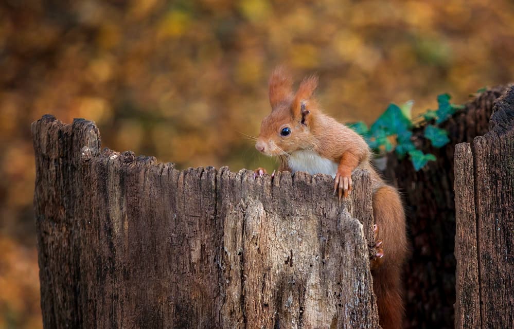 Curious Red Squirrel by IB Ross Rossi — canvas wall art