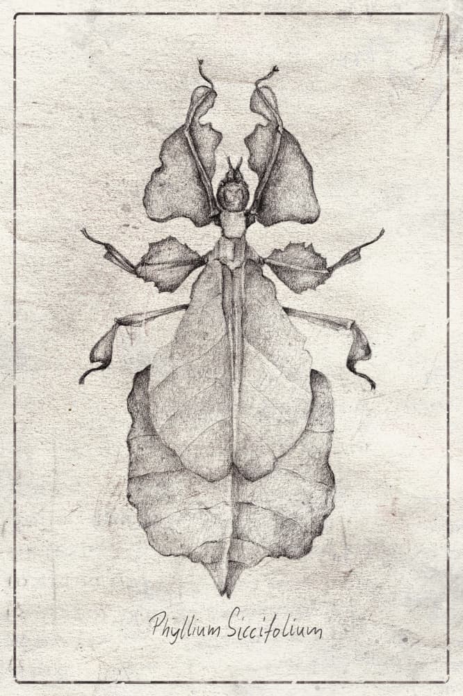 Phyllium Siccifolium by Mike Koubou — canvas wall art
