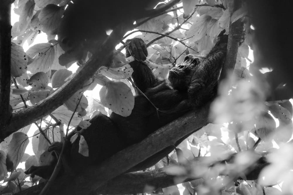 Resting Orangutan Canopy by Etienne Steenkamp — canvas wall art