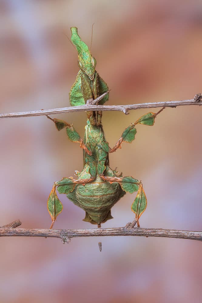 Camouflaged Leaf Mantis by Jimmy Hoffman — canvas wall art