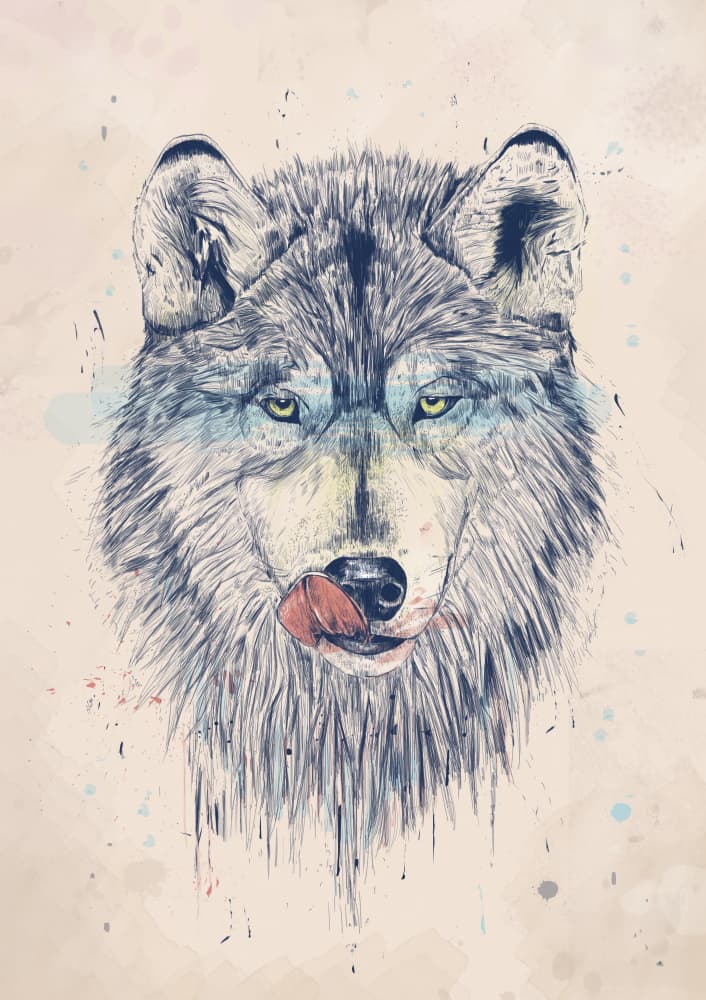 Licking Wolf Sketch by Balazs Solti — canvas wall art