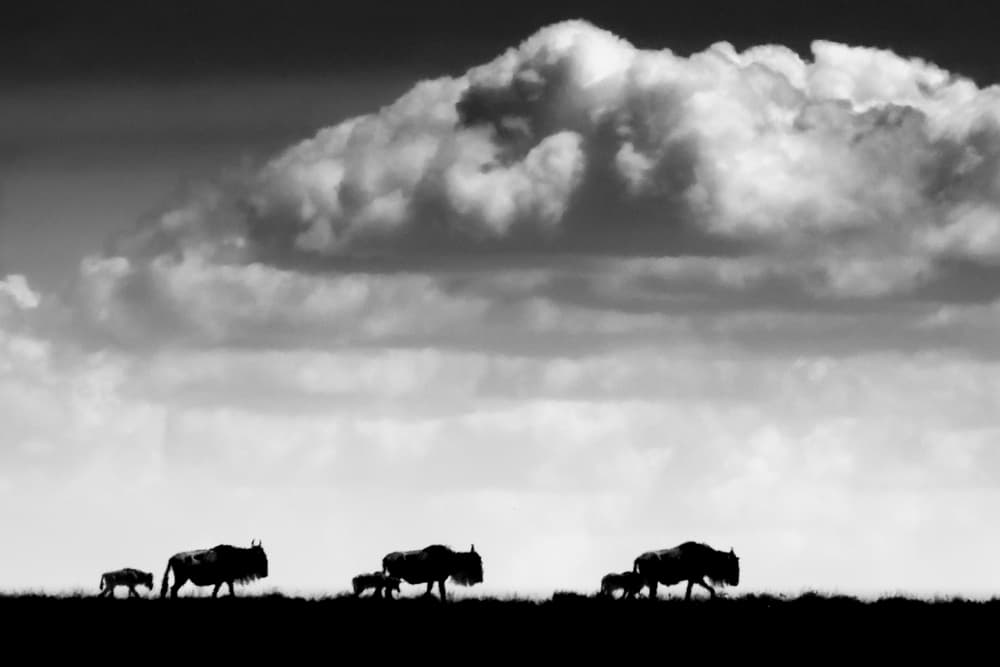 Wildebeest Family Journey by Husain Alfraid — canvas wall art