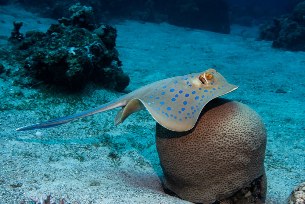 Blue Spotted Ray on Coral by Dani Barchana — canvas wall art