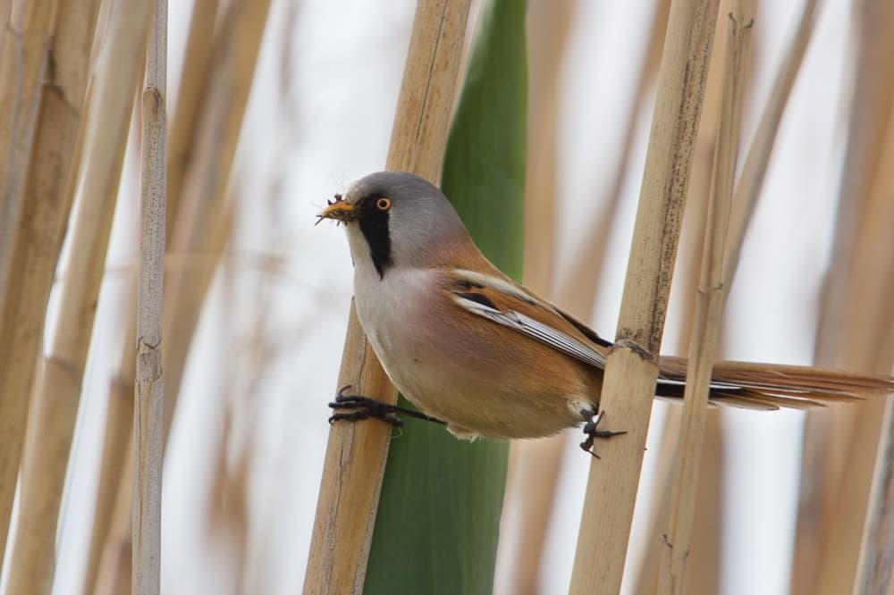 Bearded Tit in Reeds by Murat YILMAZ — canvas wall art