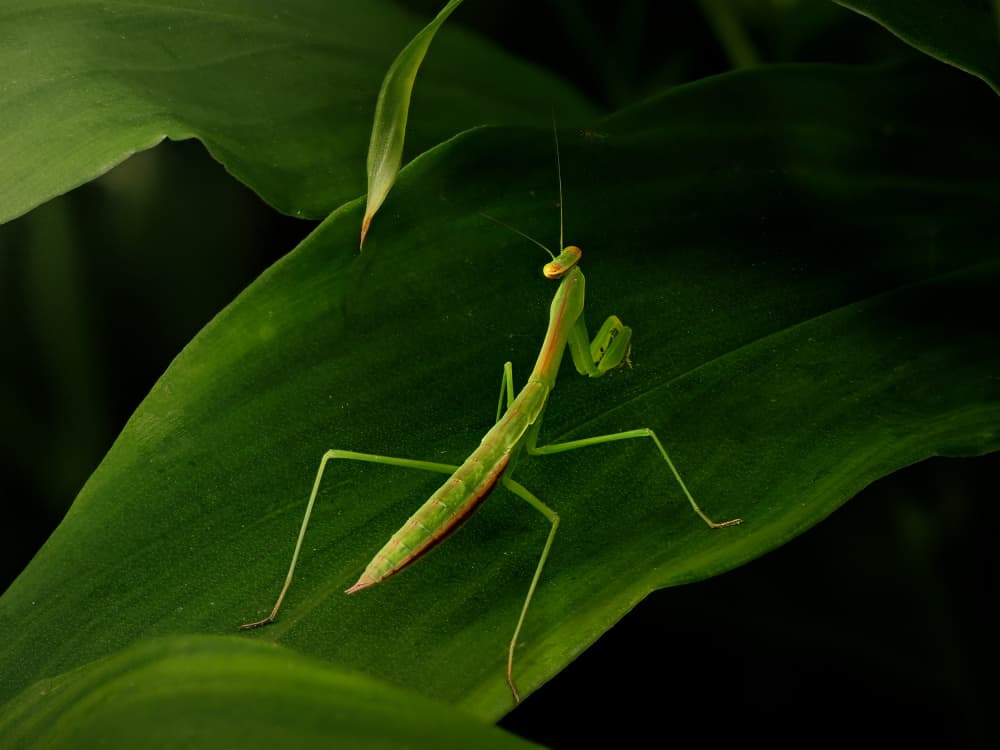 Watchful Green Mantis by Takiko Hirai — canvas wall art