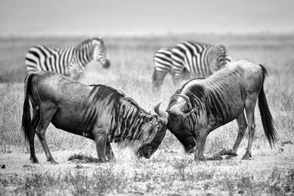 Wildebeest Sparring Zebras Watch by Nicolás Merino — canvas wall art