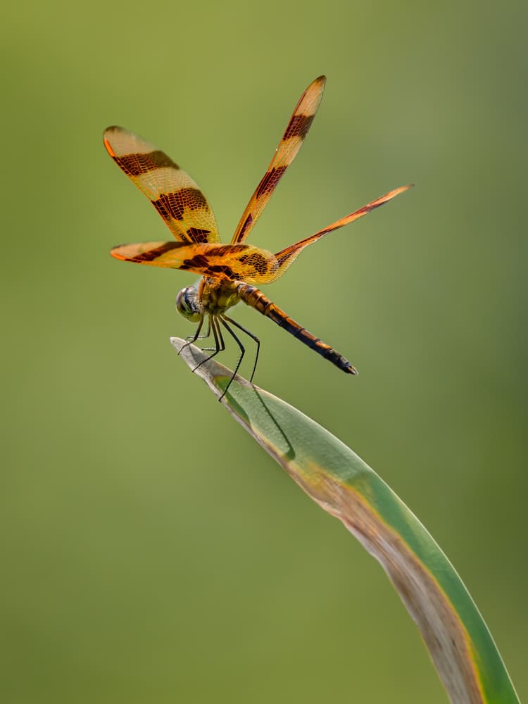 Vibrant Dragonfly on Leaf by Xiaohong Zhang — canvas wall art