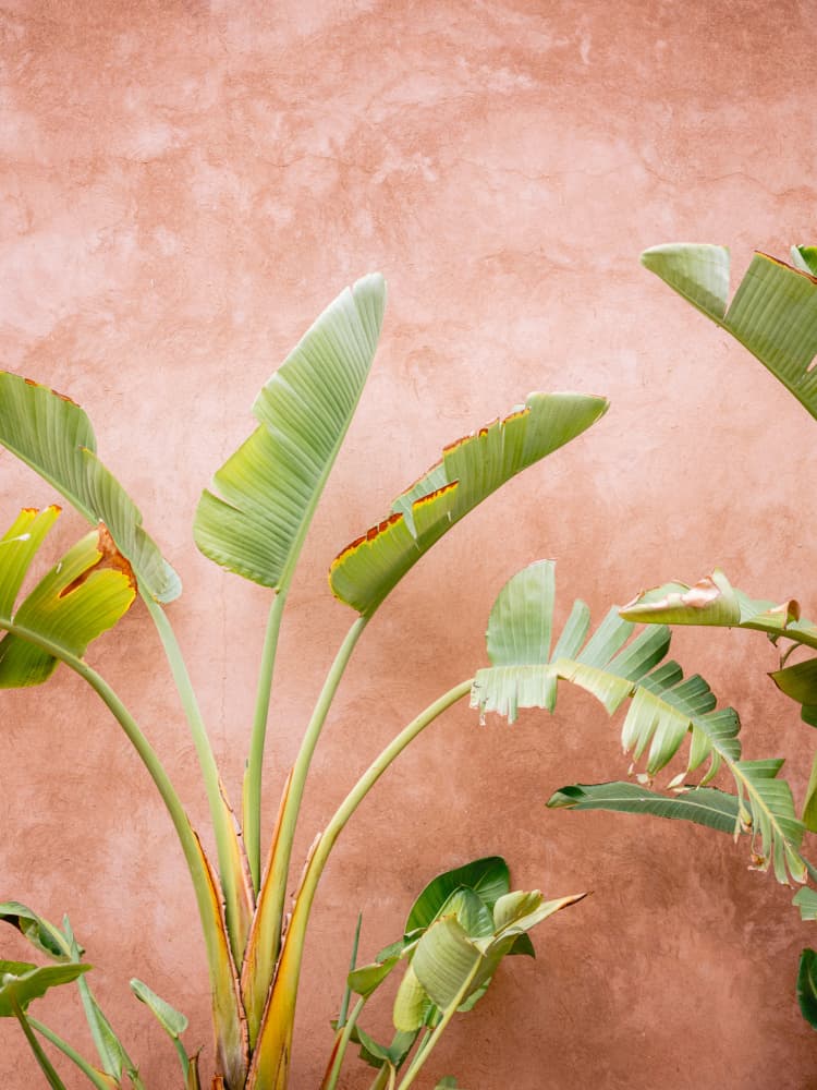 Palms of Ourika Morocco by Raisa Zwart — canvas wall art