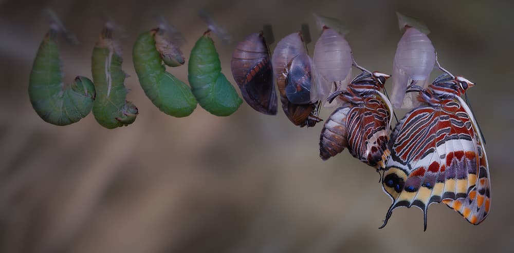 Butterfly Life Cycle by Jimmy Hoffman — canvas wall art