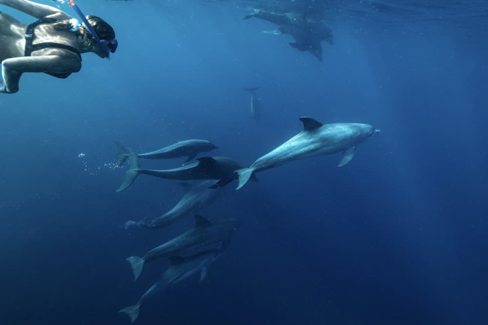 Snorkeling With Wild Dolphins by Serge Melesan — canvas wall art