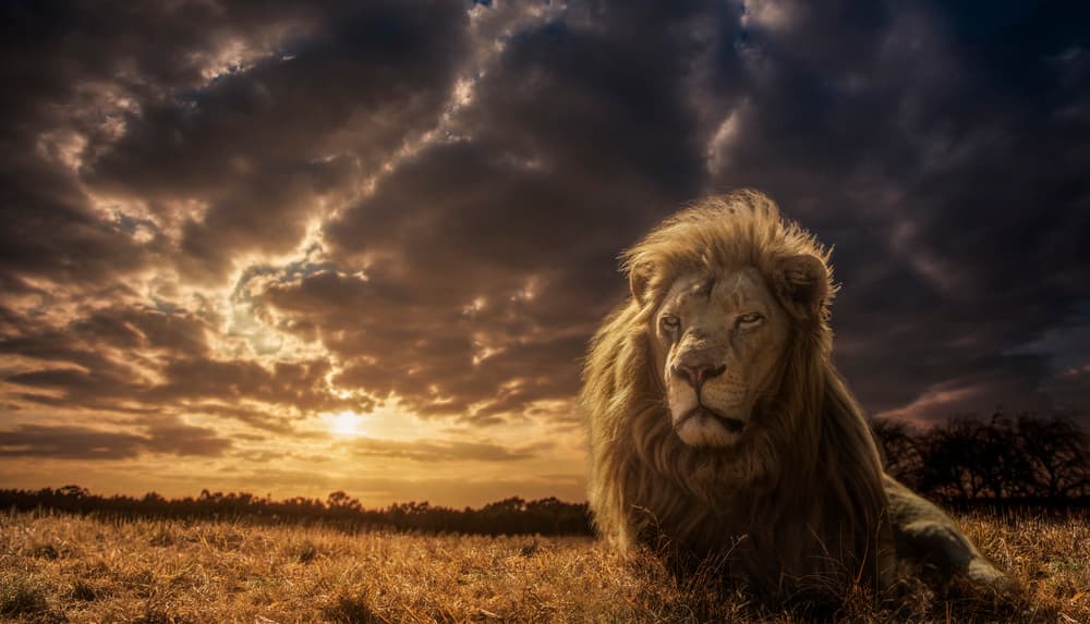 Majestic Lion Sunset by Jackson Carvalho — canvas wall art