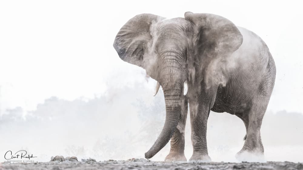 Wild Elephant Dust by Clint Ralph — canvas wall art