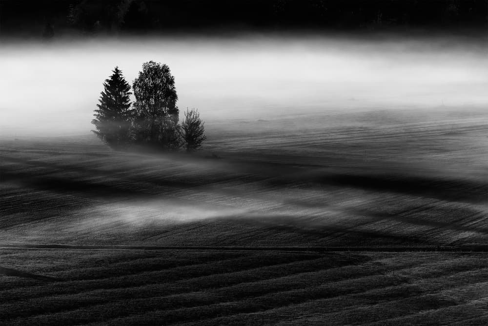 Misty Morning Trees by Nina Pauli — canvas wall art
