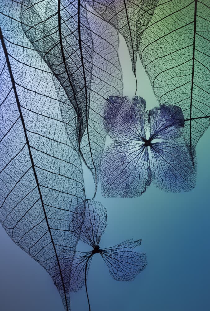 Ethereal Skeleton Leaves by Shihya Kowatari — canvas wall art