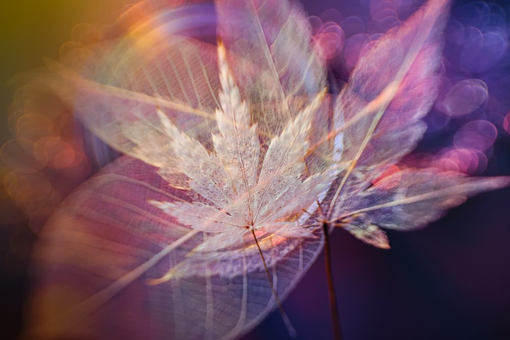 Ethereal Maple Leaf by Shihya Kowatari — canvas wall art