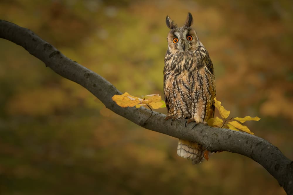 Long-eared Owl In Autumn by Tom Meier — canvas wall art