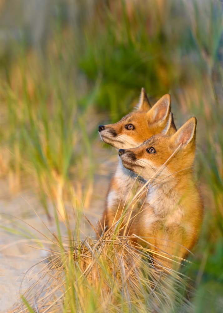 Two Watchful Fox Kits by Li Chen — canvas wall art