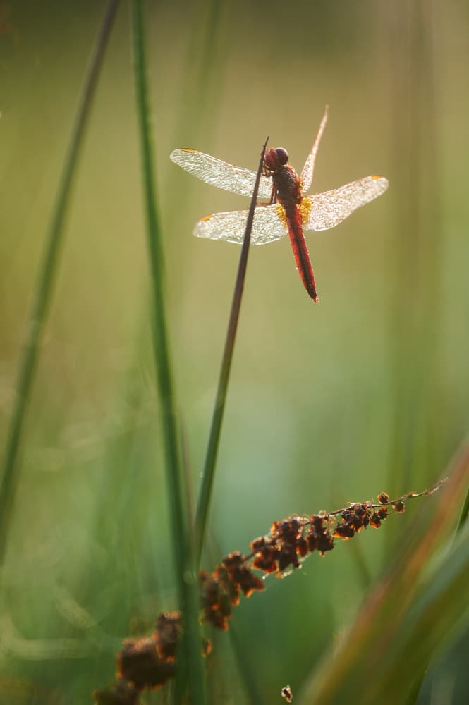Morning Dragonfly Glow by Luc Baekelandt — canvas wall art