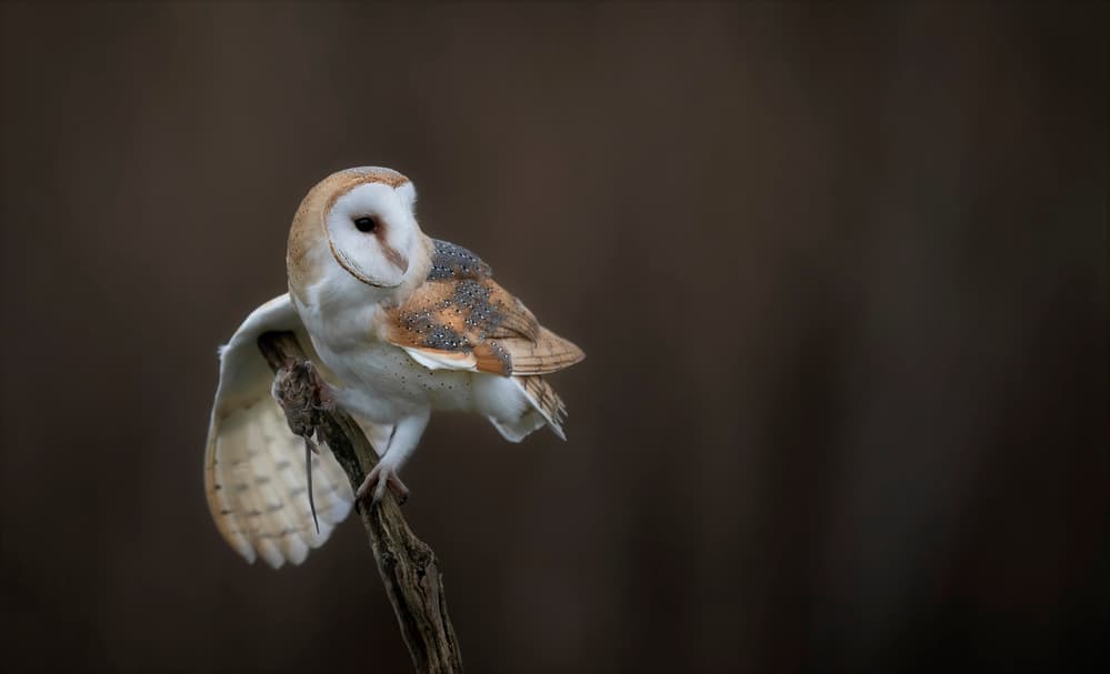 Barn Owl Hunter by Chris Coenders — canvas wall art