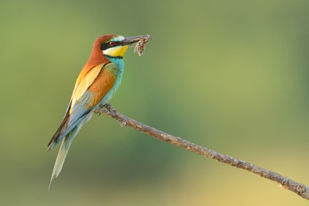 European Bee-Eater With Prey by Marco Pozzi — canvas wall art