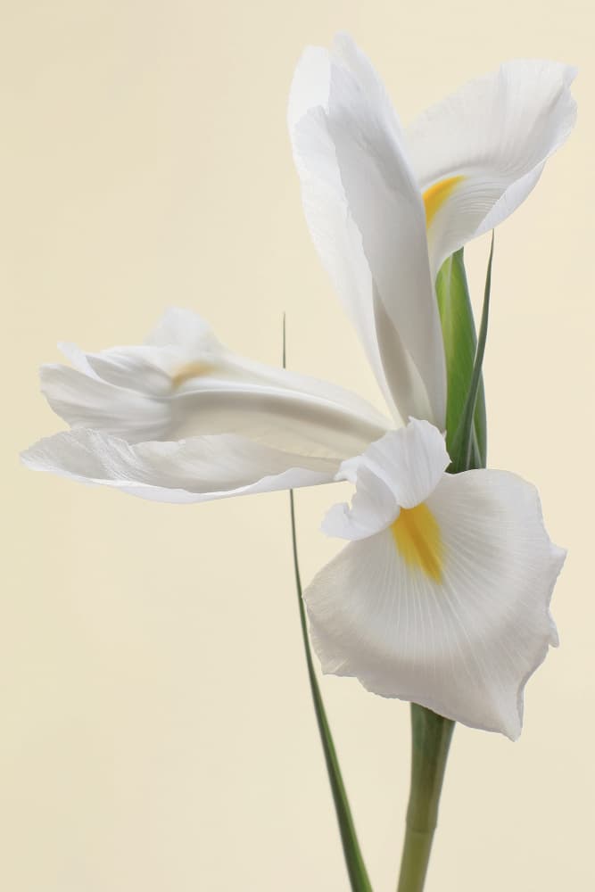 Elegant White Iris by Alyson Fennell — canvas wall art