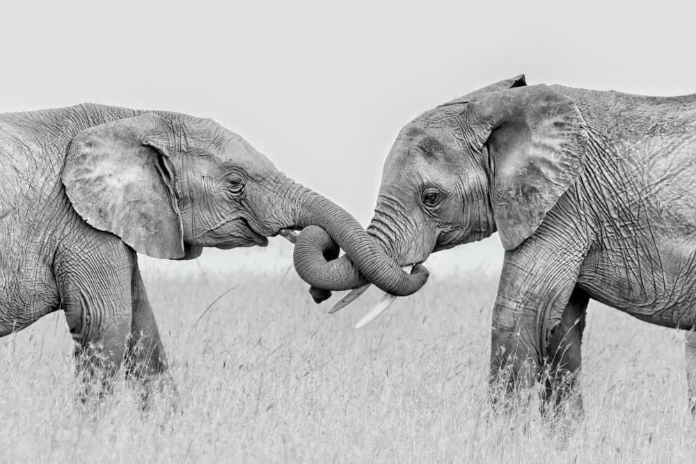 Gentle Elephant Connection by Jun Zuo — canvas wall art