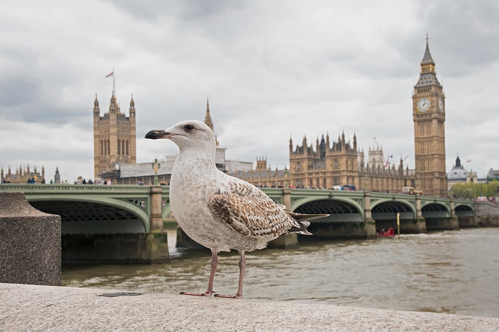 London Gull Over Thames by Marco Pozzi — canvas wall art