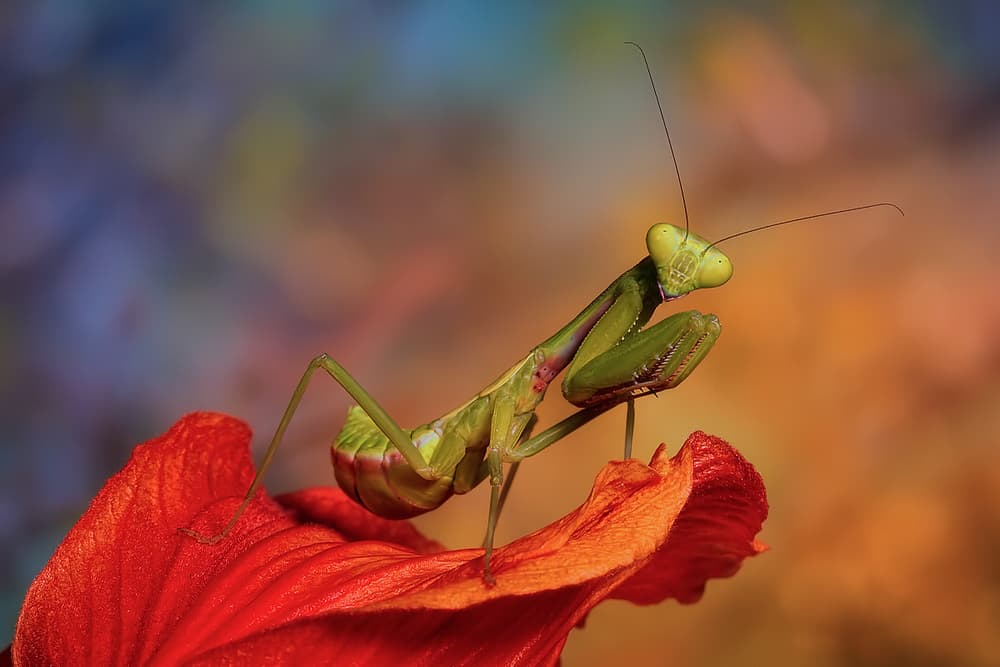 Green Mantis Red Flower by Jimmy Hoffman — canvas wall art