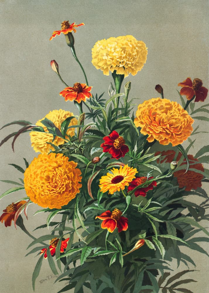 Marigolds