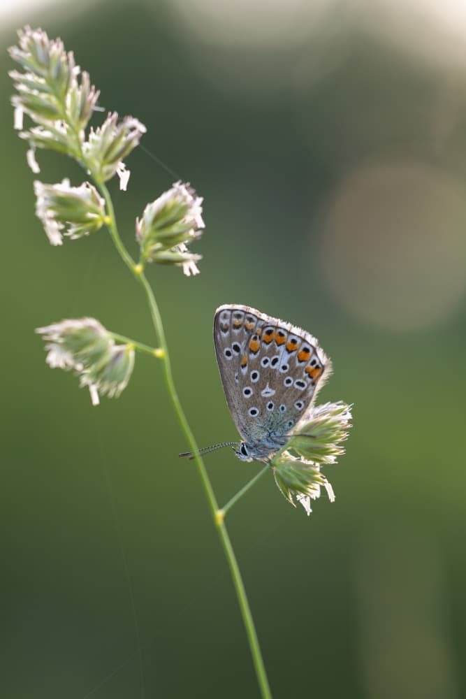 Delicate Meadow Butterfly by Adrian Tudose — canvas wall art