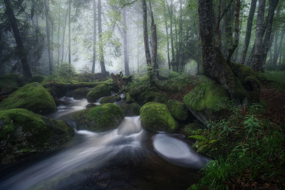 Misty Forest Stream by Alexander Alexandrov — canvas wall art