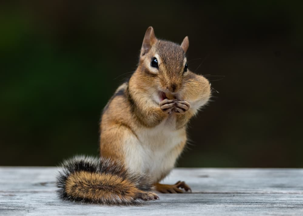 Cute Chipmunk Eating by Darlene Hewson — canvas wall art