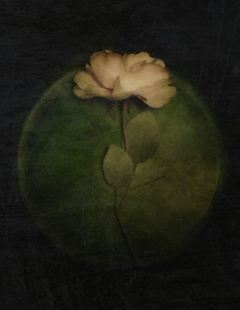 Moody Rose Glow by Kahar Lagaa — canvas wall art