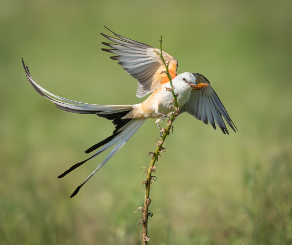 Shrike's Catch in Flight by Alex Li — canvas wall art