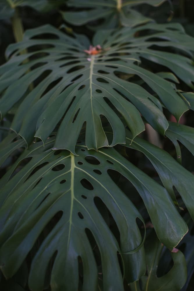 Lush Tropical Monstera by Claudia Casal — canvas wall art